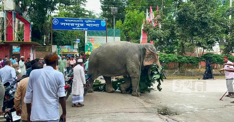 থানা প্রাঙ্গণে হাতি দেখতে মানুষের ভিড়